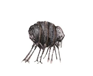 Craft Set - Black & White William Kentridge Bug